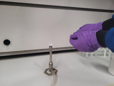 Lab personnel wearing purple nitrile gloves and a lab coat are holding a cotton swab dipped in unknown white solid material in a Bunsen burner flame.  No flames are being emitted from the material and swab, indicating a negative flammability test.