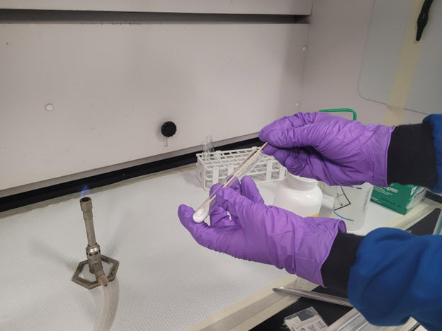 Lab personnel wearing purple nitrile gloves and lab coat coating a wet cotton swab with unknown white solid material in a test tube.